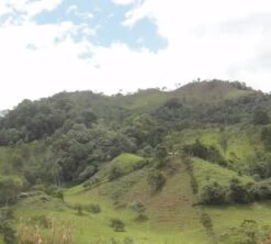 4x250g Café En Grain Bio La Esperanza - Cafés Lugat -Delonghial Magasin cafe grains esperanza colombie 5