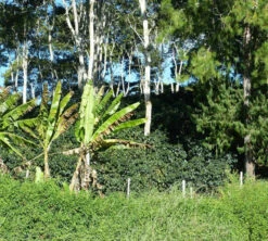 250 G- Café En Grain Coopchebi - LE PIANTAGIONI DEL CAFFE -Delonghial Magasin cafeengrainlpdcaltopalomar2