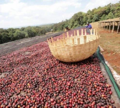 250 G- Café En Grain Dambi Uddo - LE PIANTAGIONI DEL CAFFE -Delonghial Magasin cafeengrainlpdcdambiuddo2