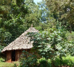 250 G- Café En Grain Dambi Uddo - LE PIANTAGIONI DEL CAFFE -Delonghial Magasin cafeengrainlpdcdambiuddo3