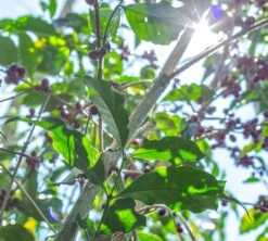 Boite Conservatrice Noire Avec Vide D'air 1kg - Cafés Lugat -Delonghial Magasin cafeier