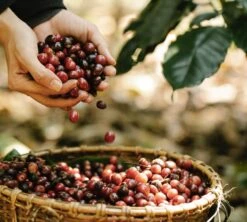 Pack Découverte Bio - 40 Capsules - Compatibles Nespresso® - GREEN LION COFFEE 11 Pack Découverte Bio - 40 Capsules - Compatibles Nespresso® - GREEN LION COFFEE -Delonghial Magasin gl lifestyle1 3