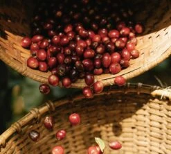 Pack Découverte Bio - 40 Capsules - Compatibles Nespresso® - GREEN LION COFFEE 10 Pack Découverte Bio - 40 Capsules - Compatibles Nespresso® - GREEN LION COFFEE -Delonghial Magasin gl lifestyle3 3